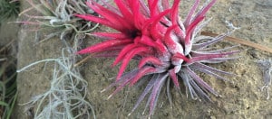 Tillandsia: Small & Sweet.