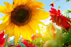 Outdoor Entertaining Tips