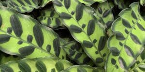 A sea of Calathea