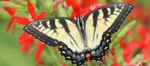 Feed Butterflies & their Larvae