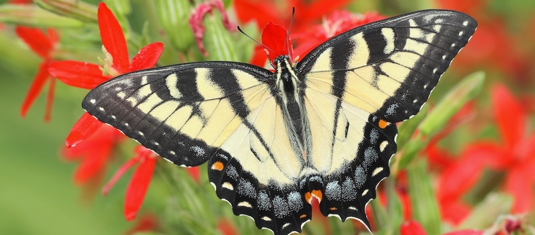 female eastern tiger swallowtail butterfly papilio glaucus on royal catchfly Silene regia