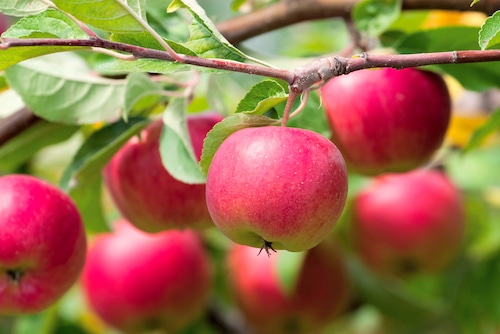 Red apples on apple tree branch