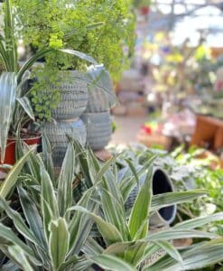 In Store Pleasant Hill Seminar:  Watering & Feeding Houseplants 