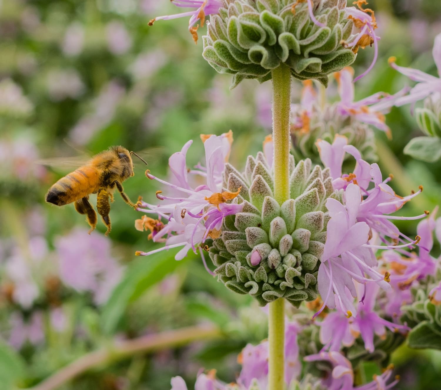 honey bee gathering nectar