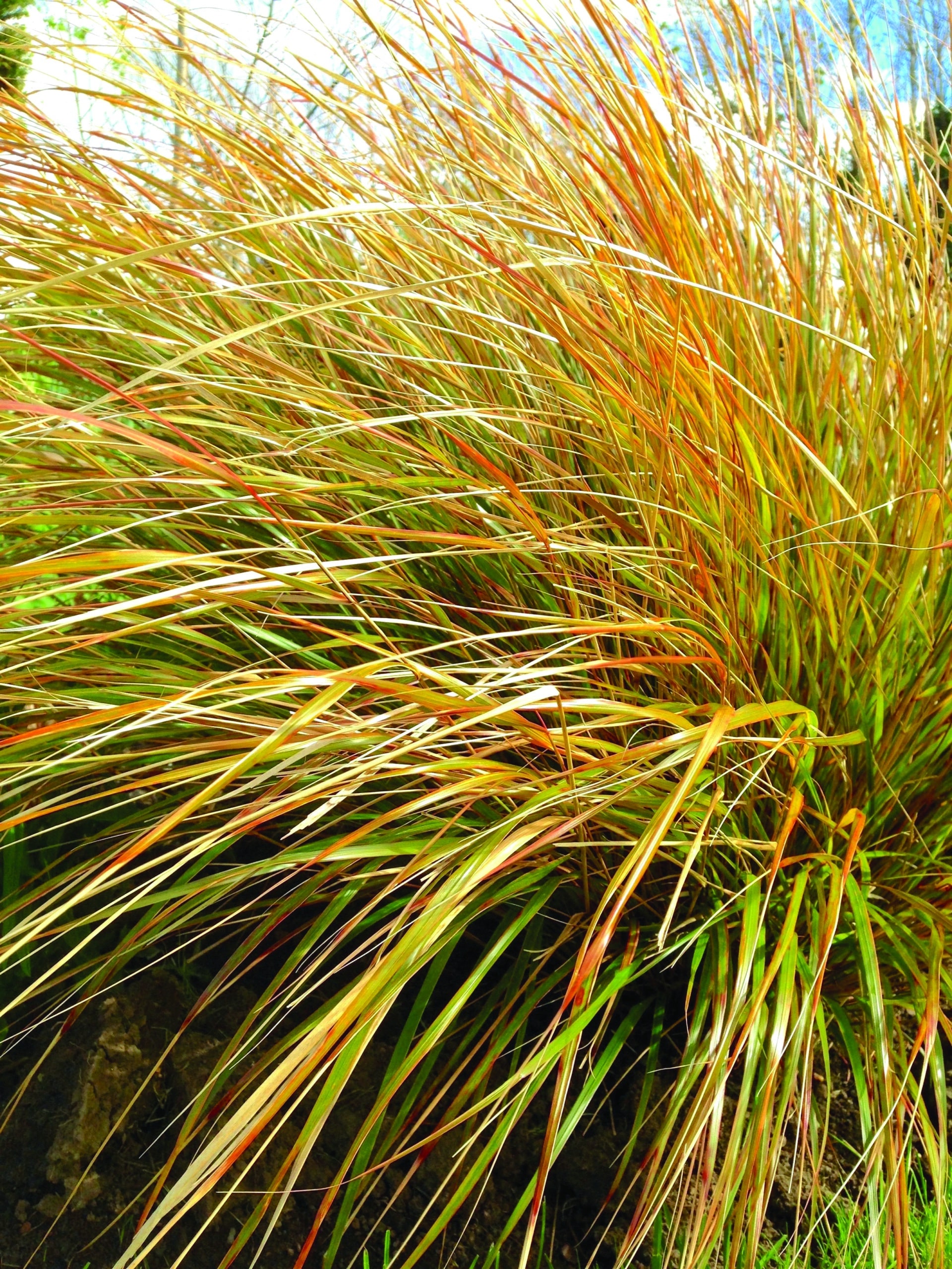 tall grasses