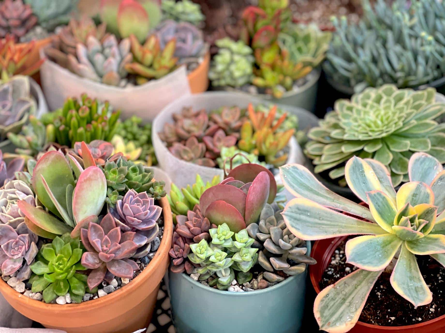 various succulents