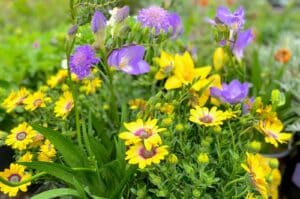 yellow and purple spring flowers