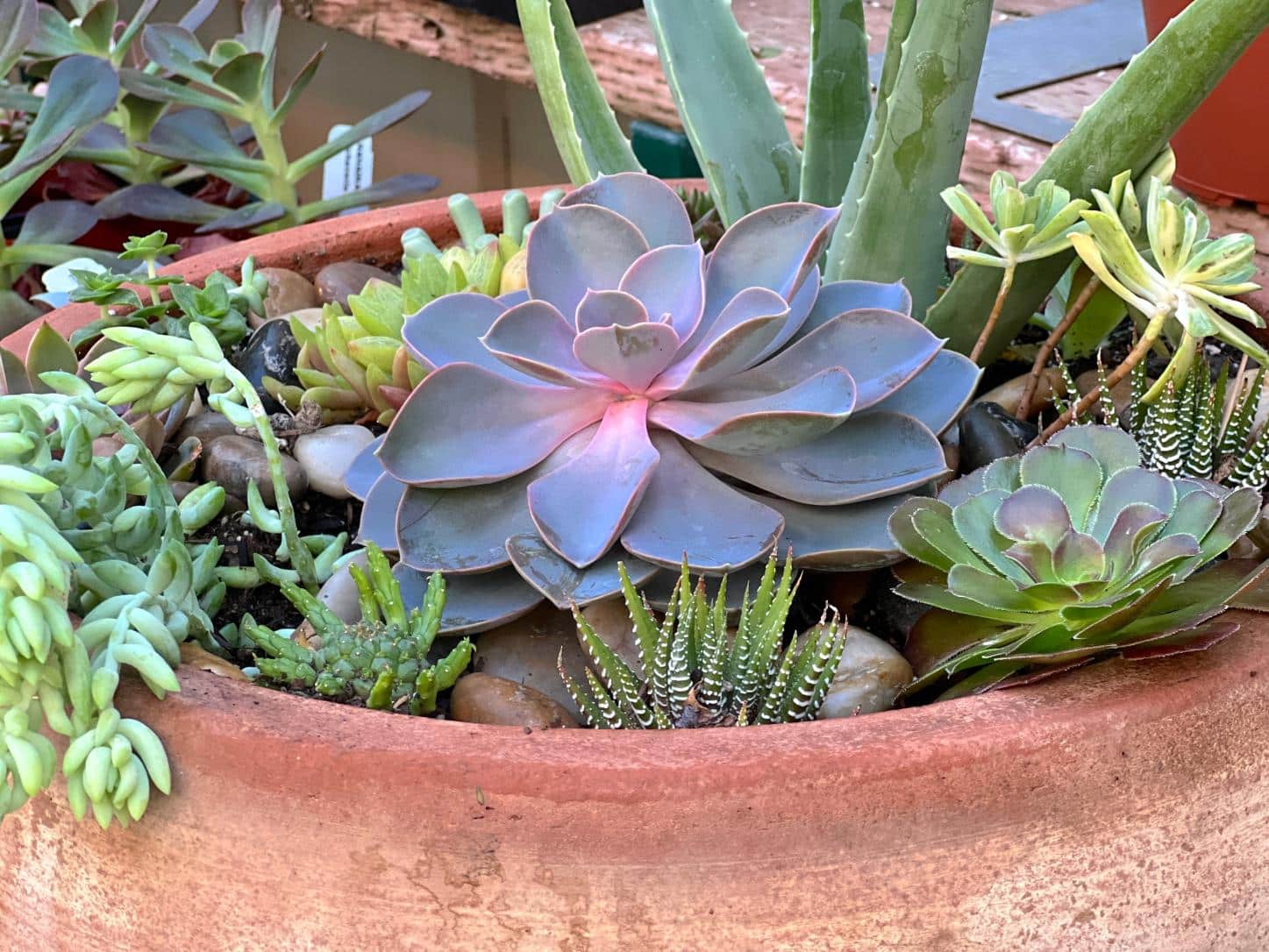 succulents in terracotta planter