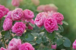 The San Francisco Rose Society’s 85th Annual Rose Show