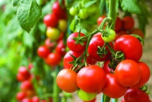 Plant up Tomato Sauce!
